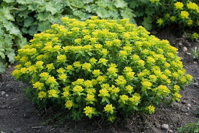 Cushion Spurge