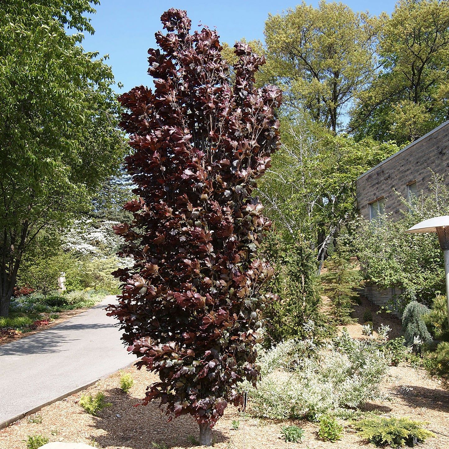 Red Obelisk Beech