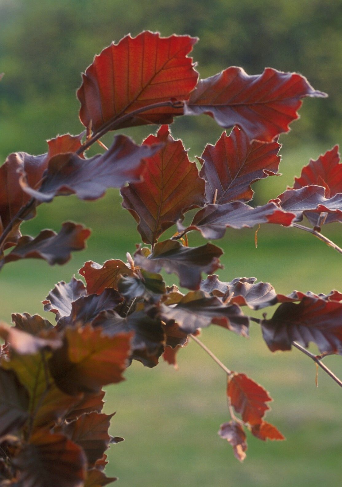 Rivers Purple Beech