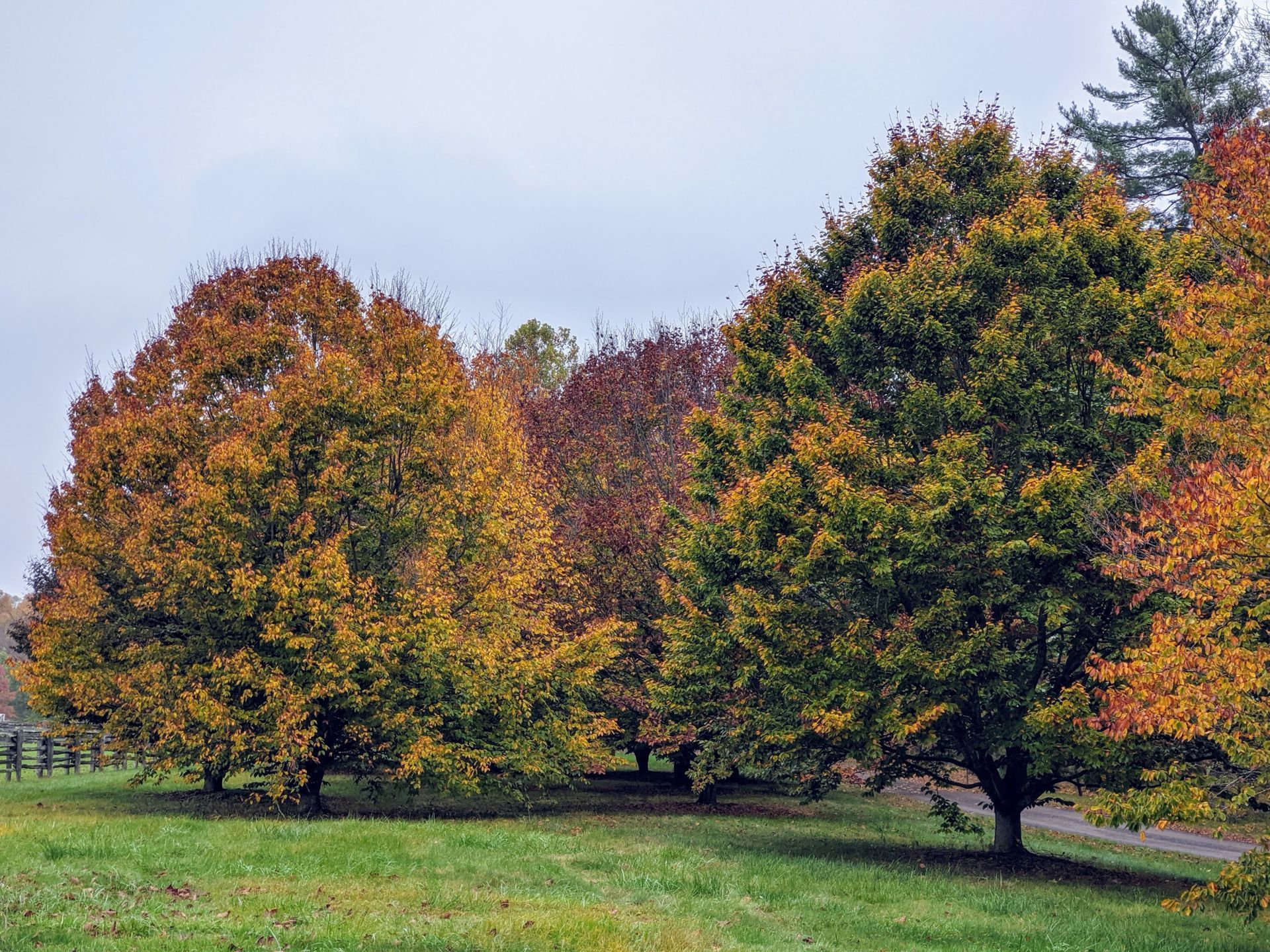 American Beech
