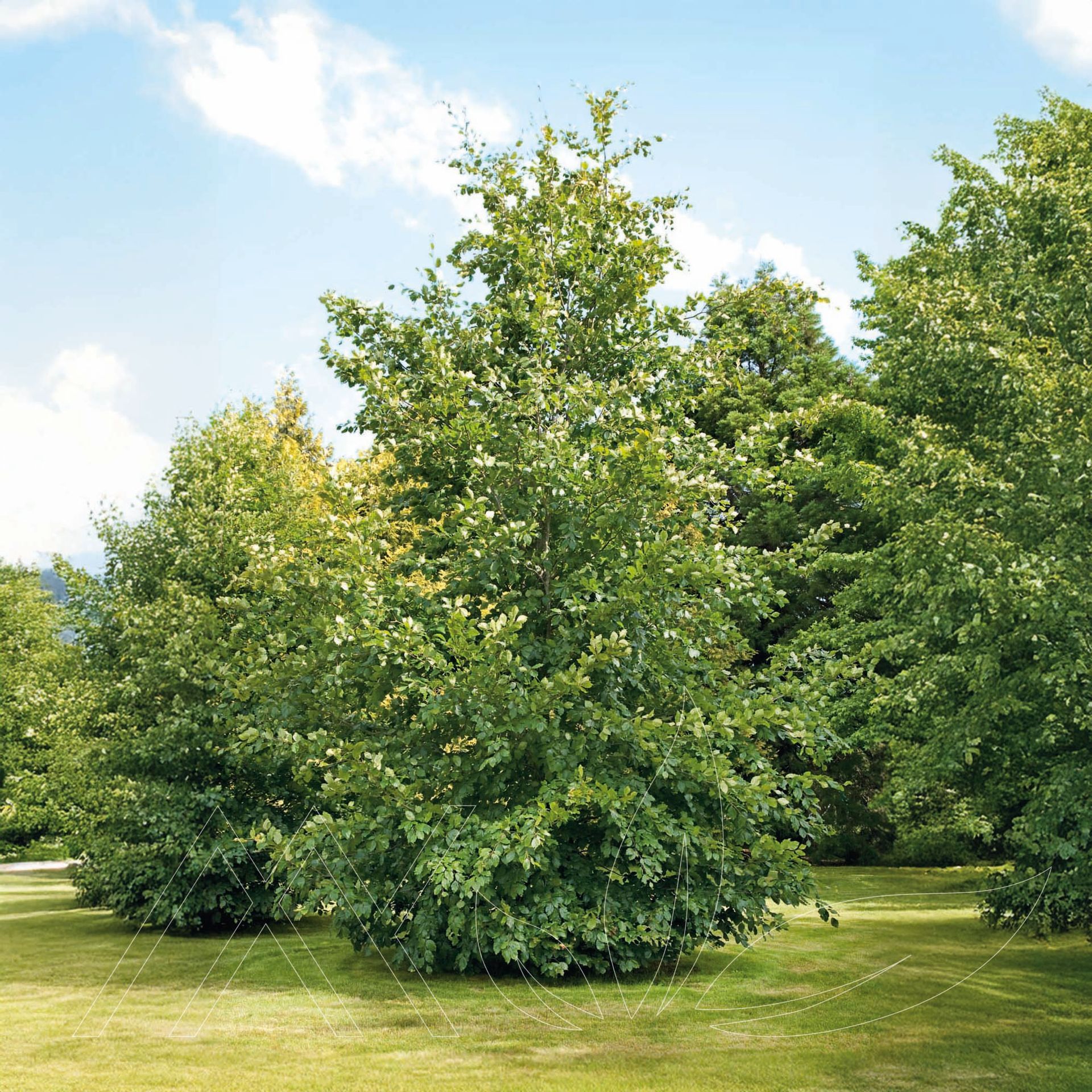 European Beech