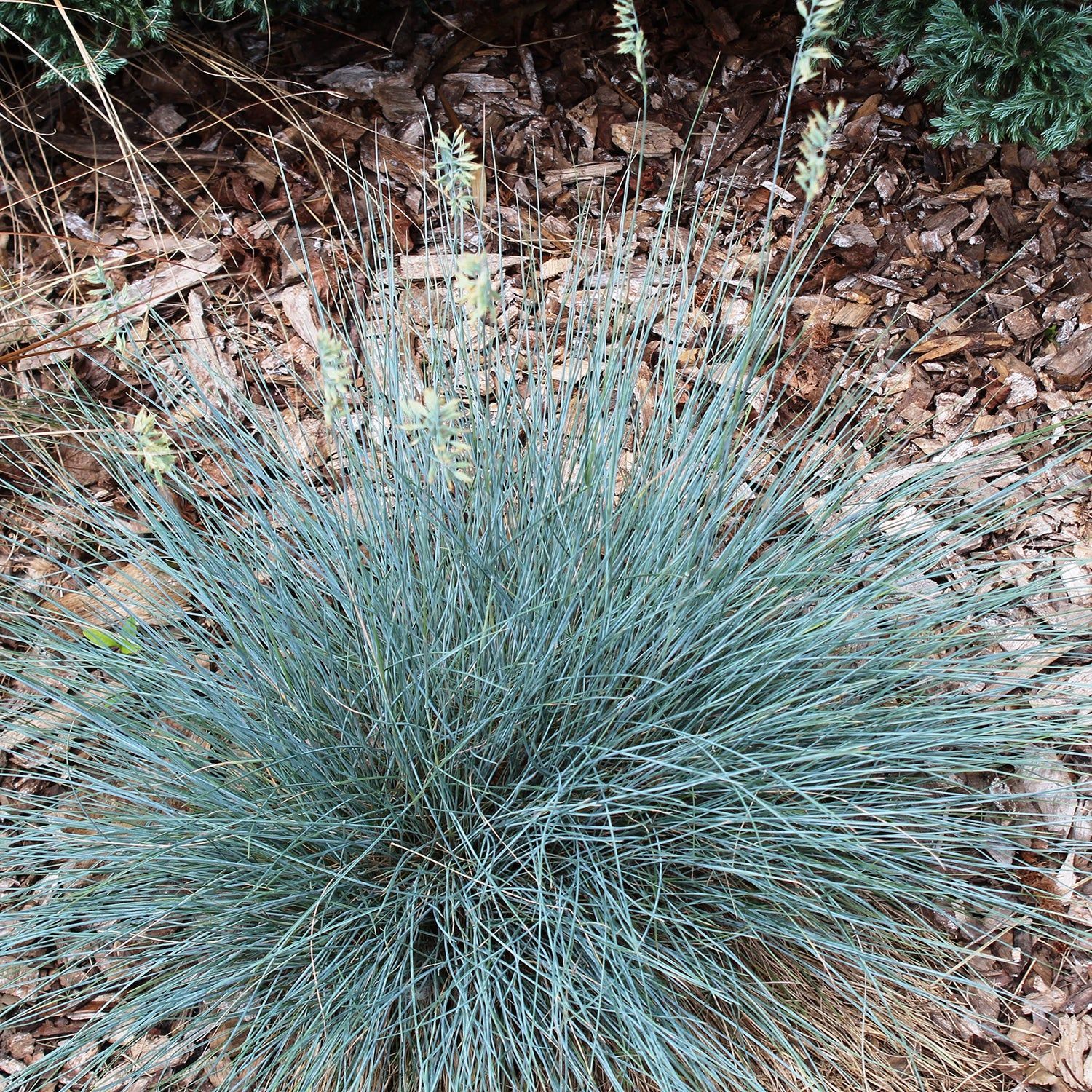 Elijah Blue Grass
