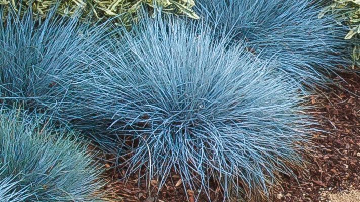 Beyond Blue Fescue