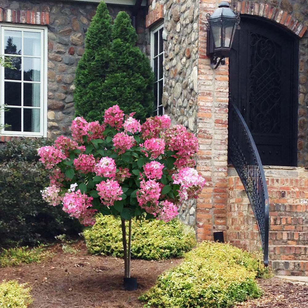 Fire Light® Tree Hydrangea