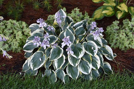 First Frost Hosta