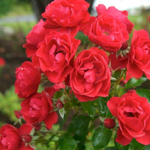 Scarlet Flower Carpet® Rose