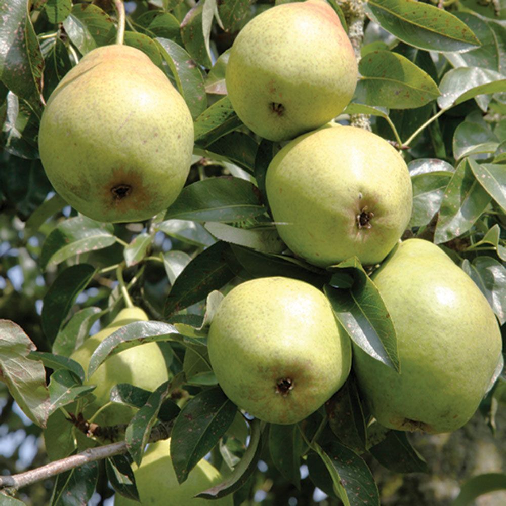 Golden Spice Pear