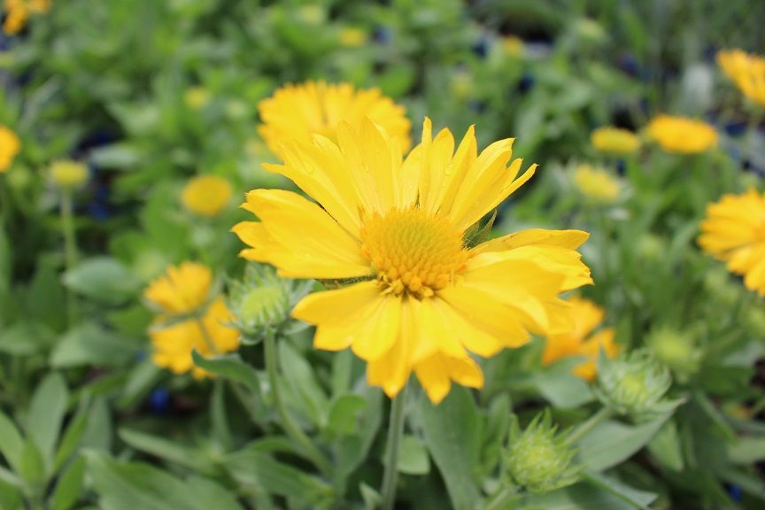 MESA™ Yellow Blanket Flower