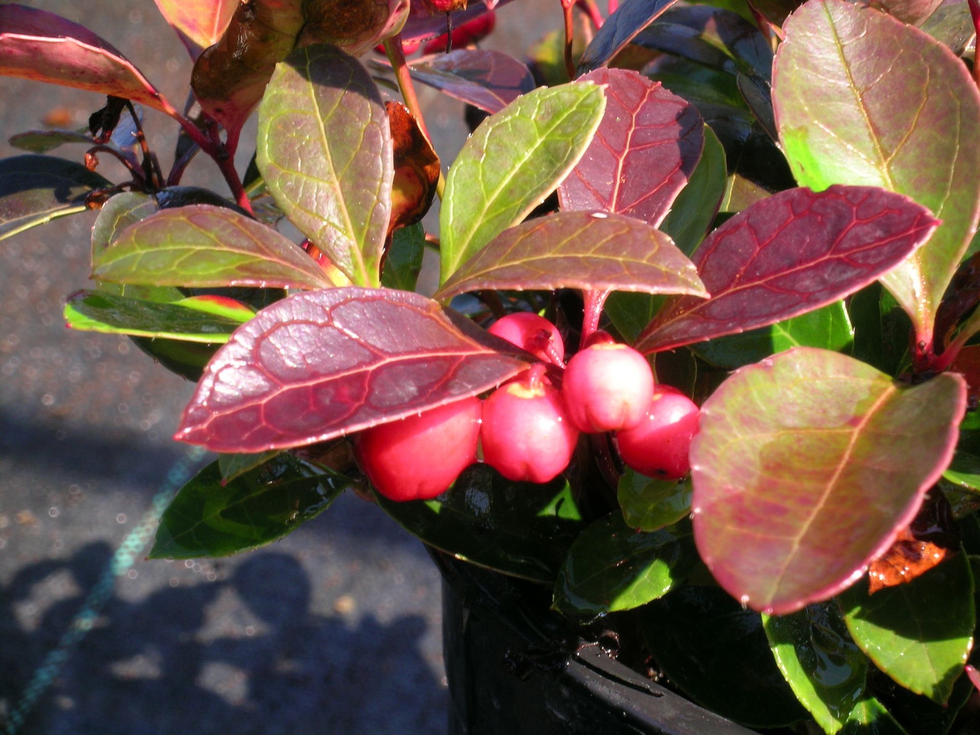 Creeping Wintergreen or Checkerberry