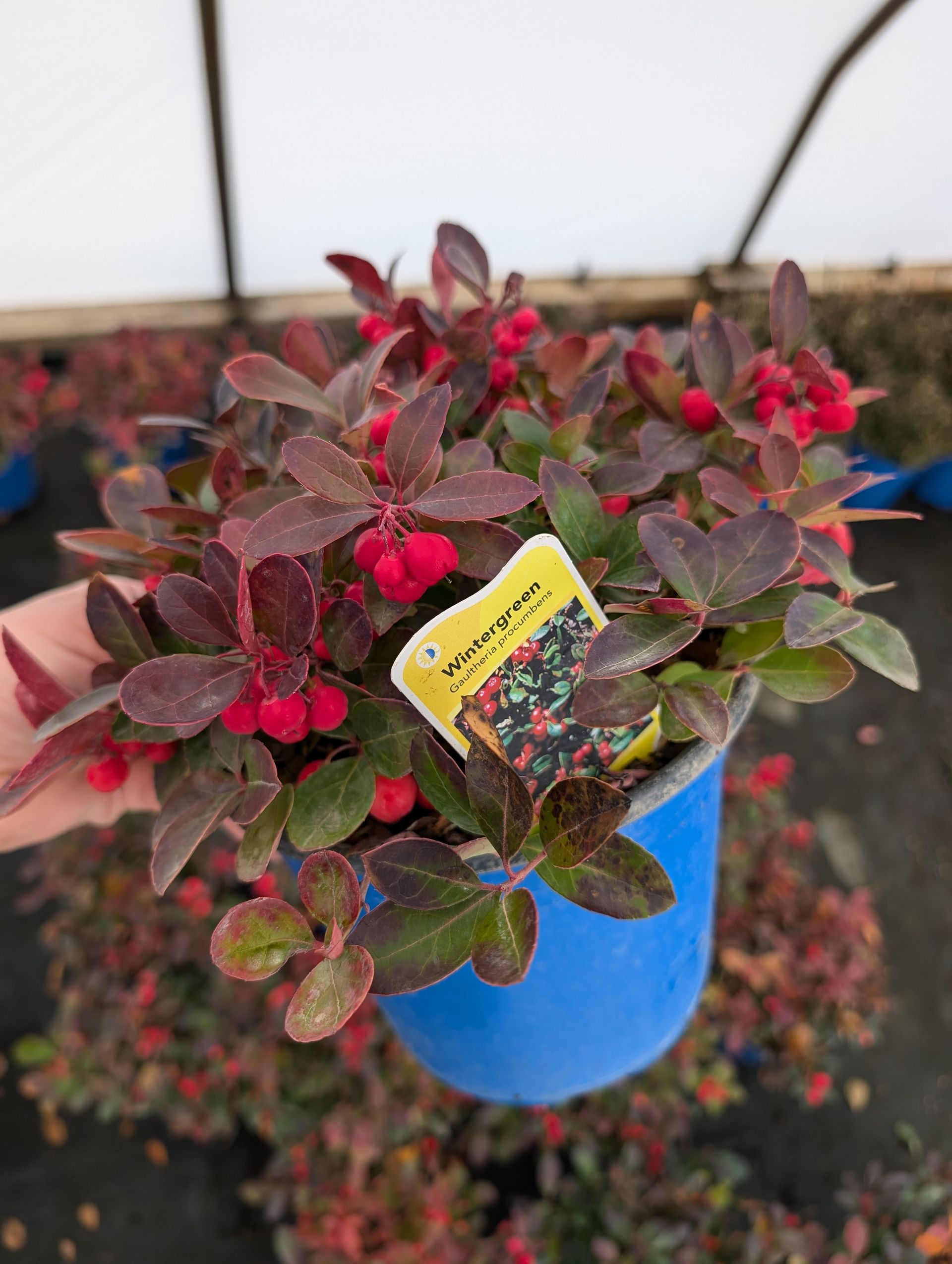 Creeping Wintergreen or Checkerberry