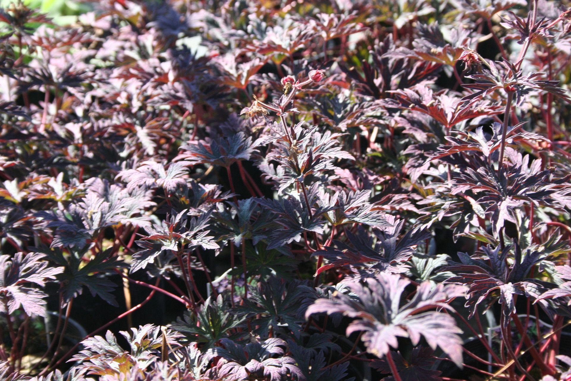 Dark Lord Cranesbill