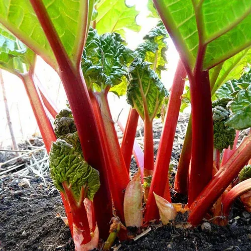 German Wine Rhubarb