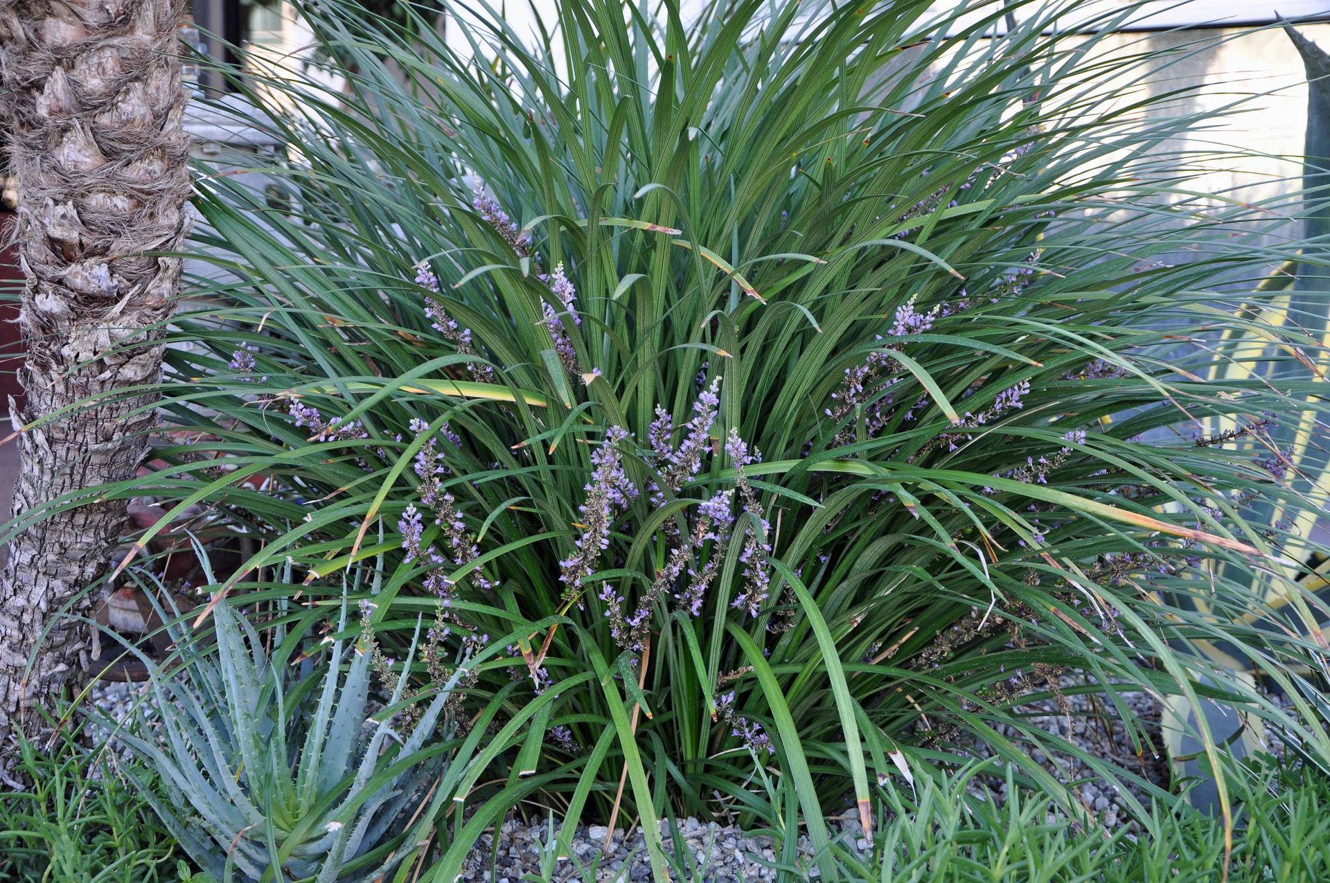 Giant Lily Turf