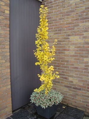 GoGo™ Ginkgo