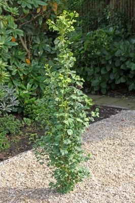 GoGo™ Ginkgo