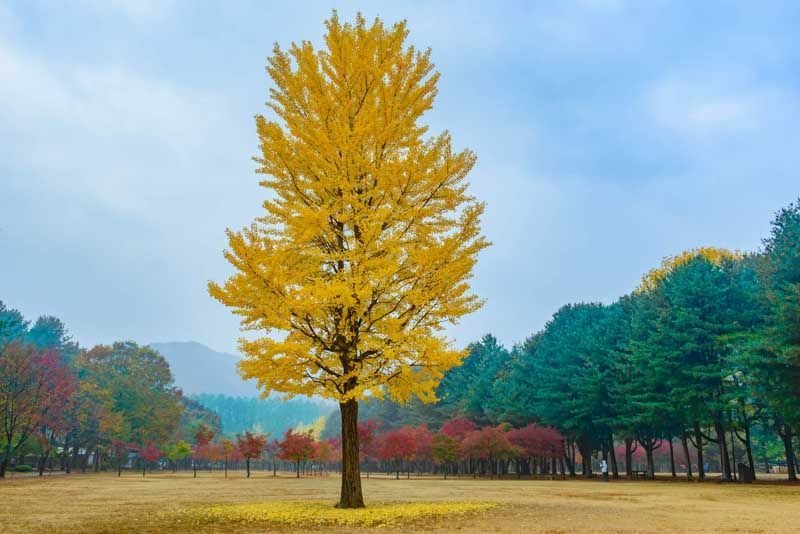Princeton Sentry® Maindenhair Tree