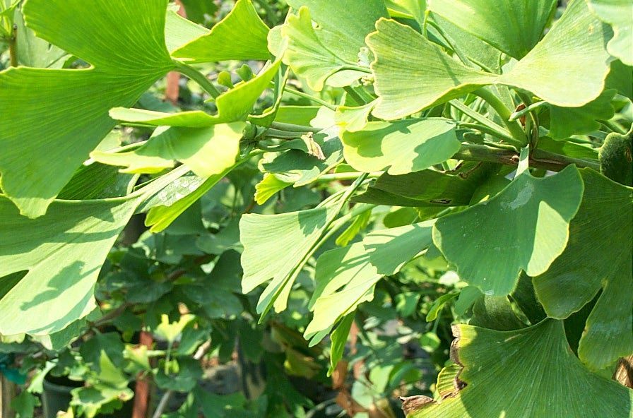 Maidenhair Tree