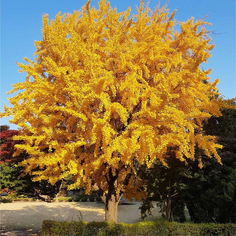 Maidenhair Tree