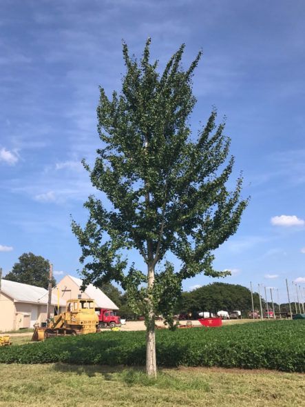 Princeton Sentry® Maindenhair Tree