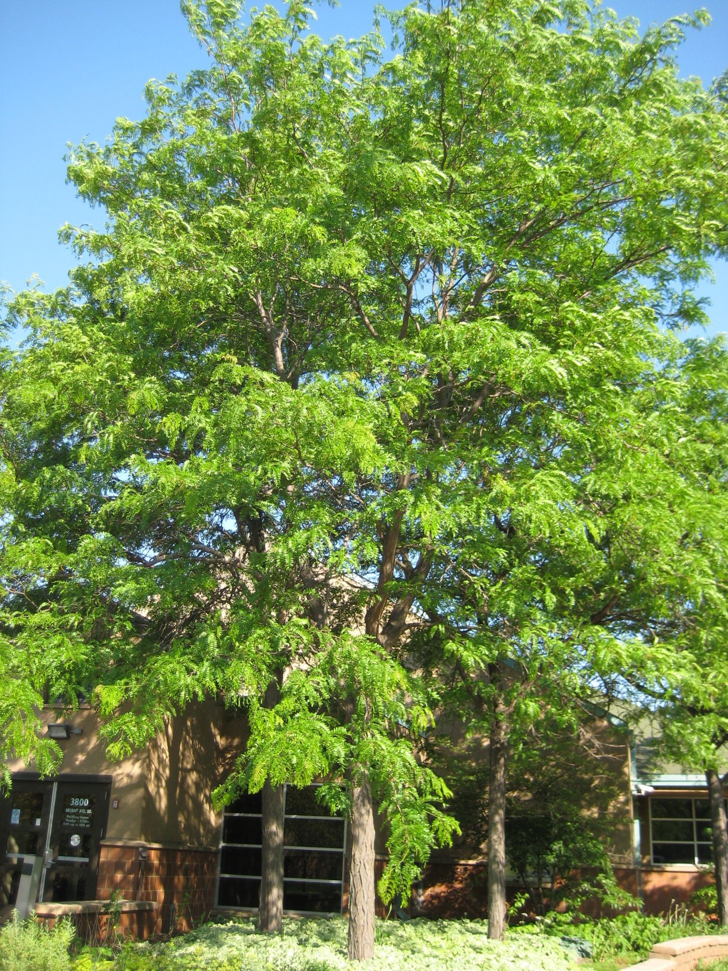 Skyline® Honeylocust