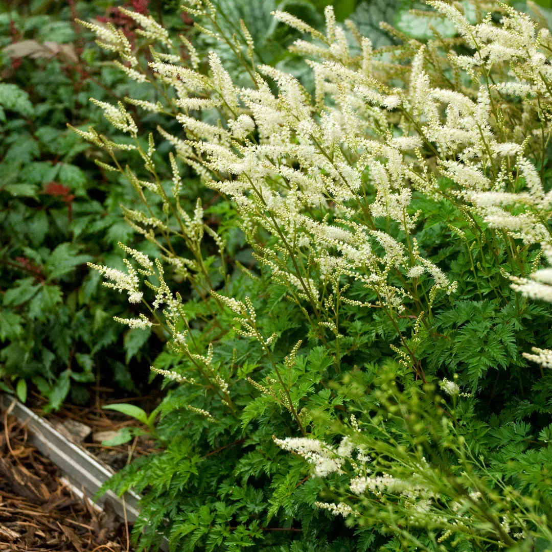 Dwarf Korean Goats Beard