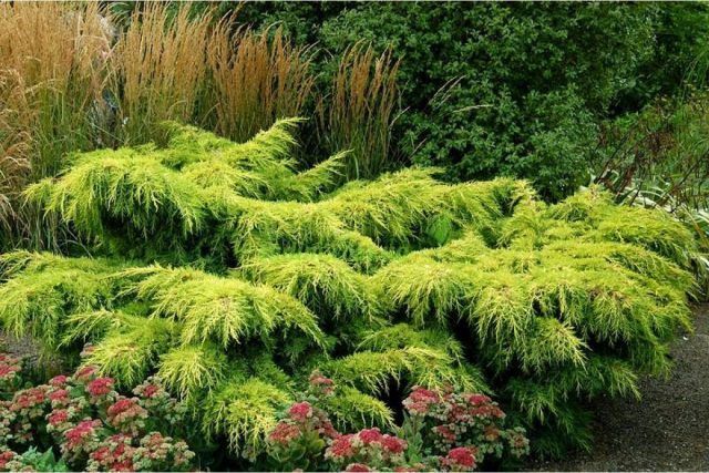 Gold Star® Juniper