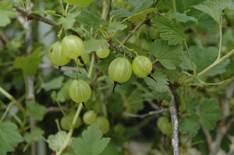 Hinnomaki Yellow Gooseberry