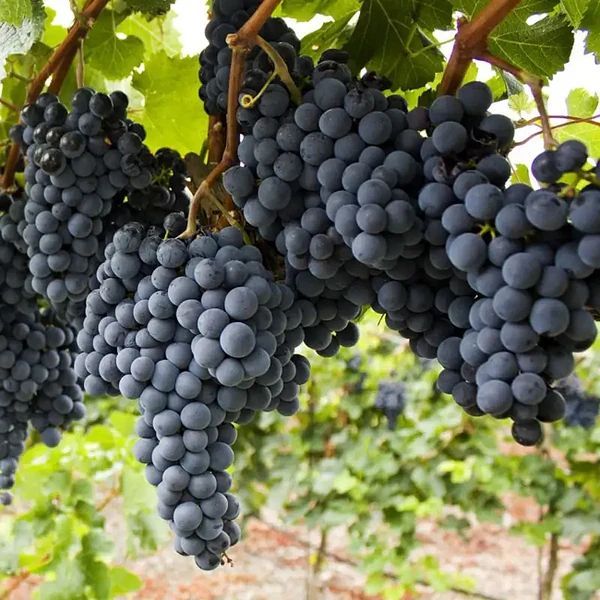 Sovereign Coronation Grape