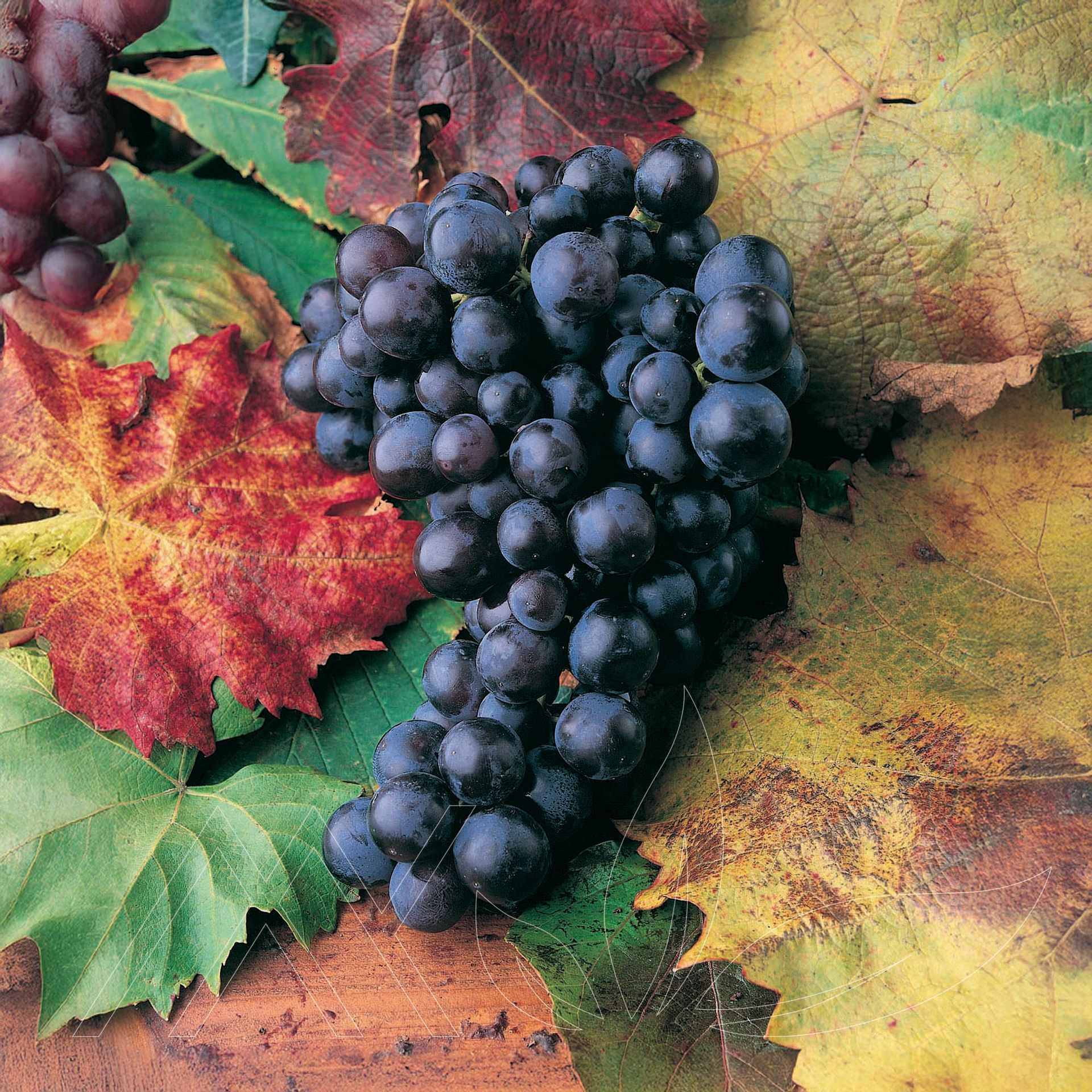 Baco Noir Grape