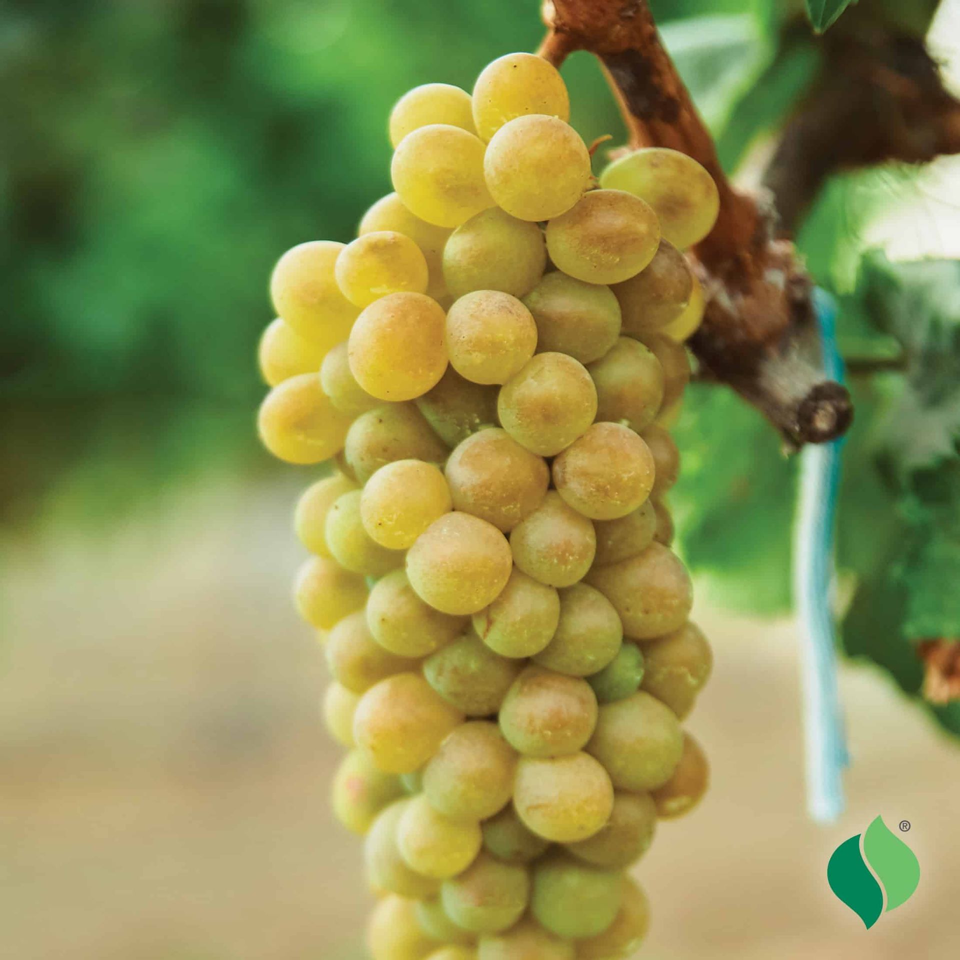 Himrod Seedless Grape