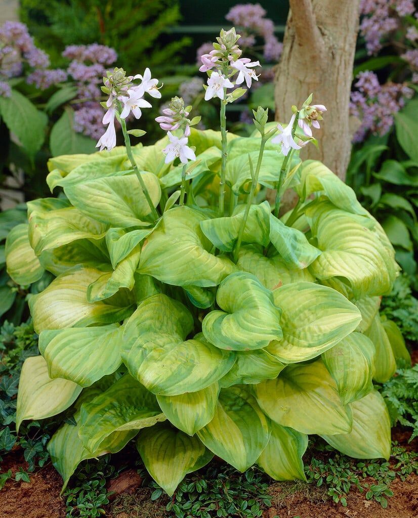 Guacamole Hosta