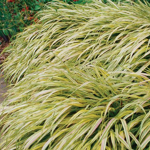 Golden Variegated Hakone Grass