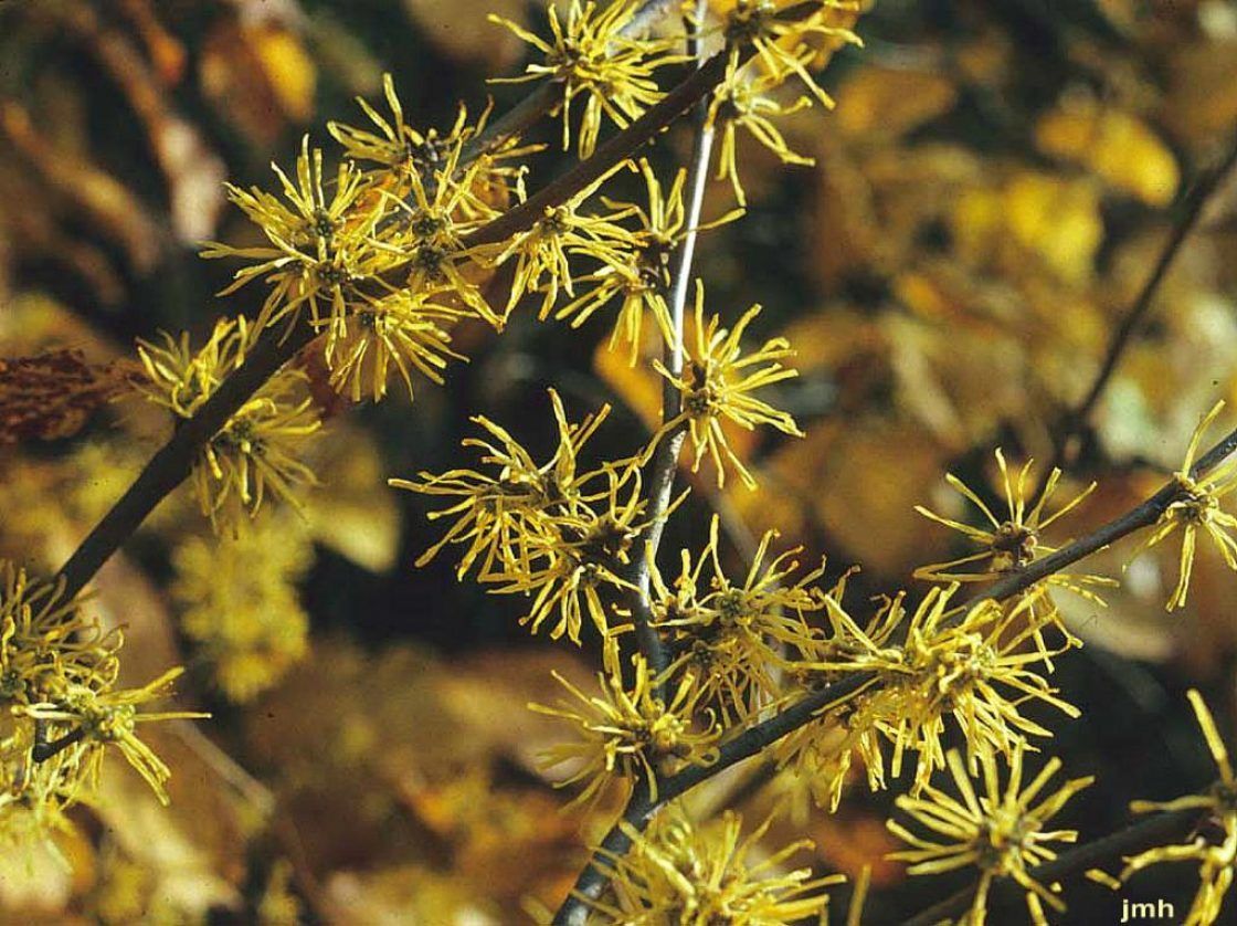 Common Witch Hazel