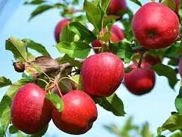 Haralred® Apple
