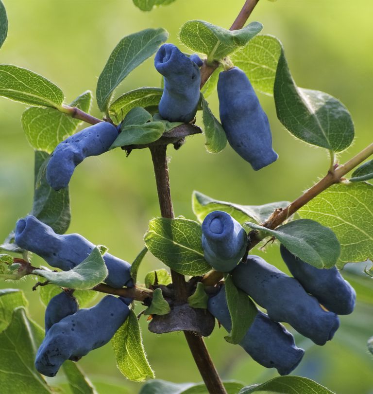Borealis Haskap or Honeyberry