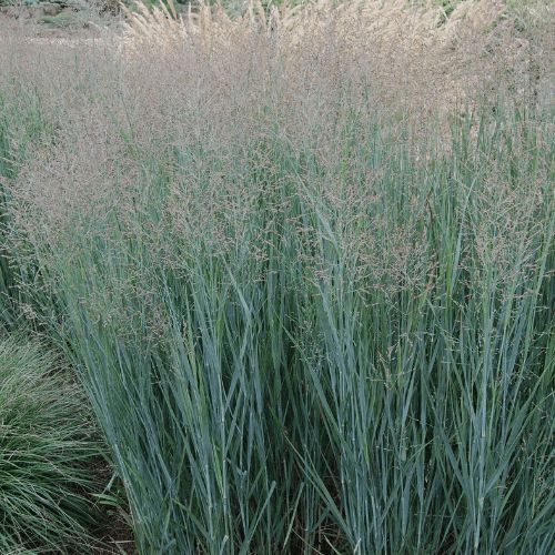 Heavy Metal Switch Grass