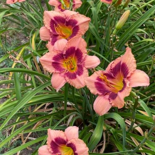 Wineberry Candy Daylily