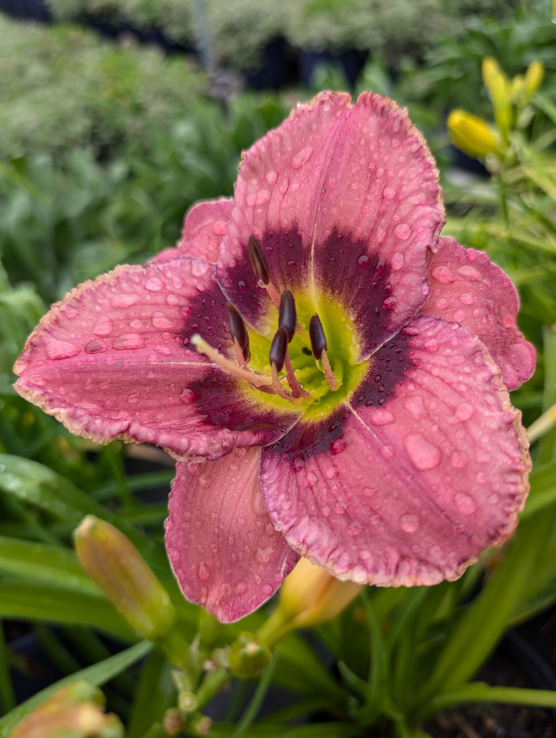 Always Afternoon Daylily