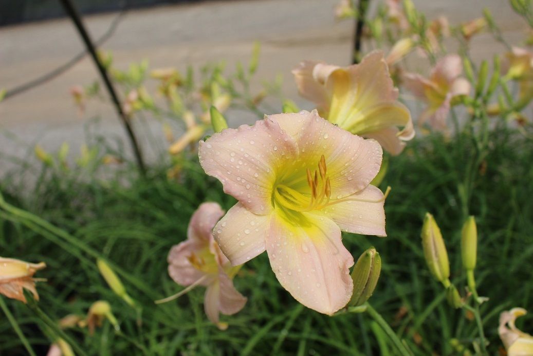 Catherine Woodbury Daylily