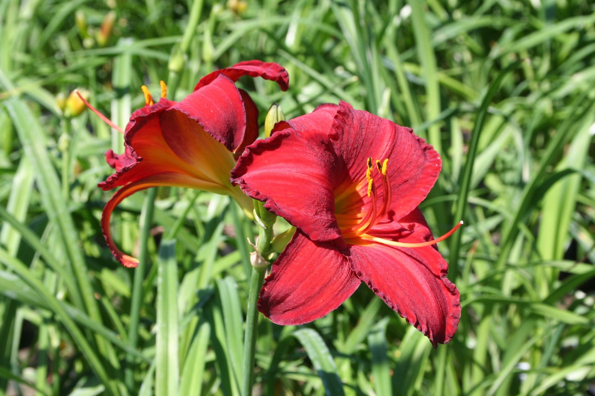 Chicago Apache Daylily