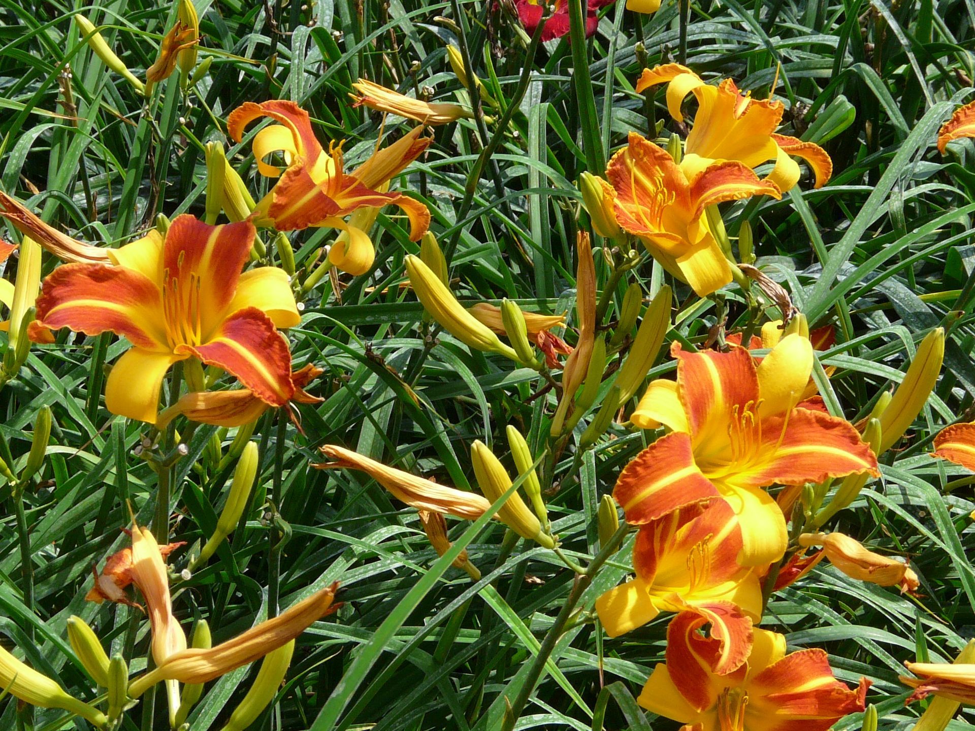 Frans Hals Daylily