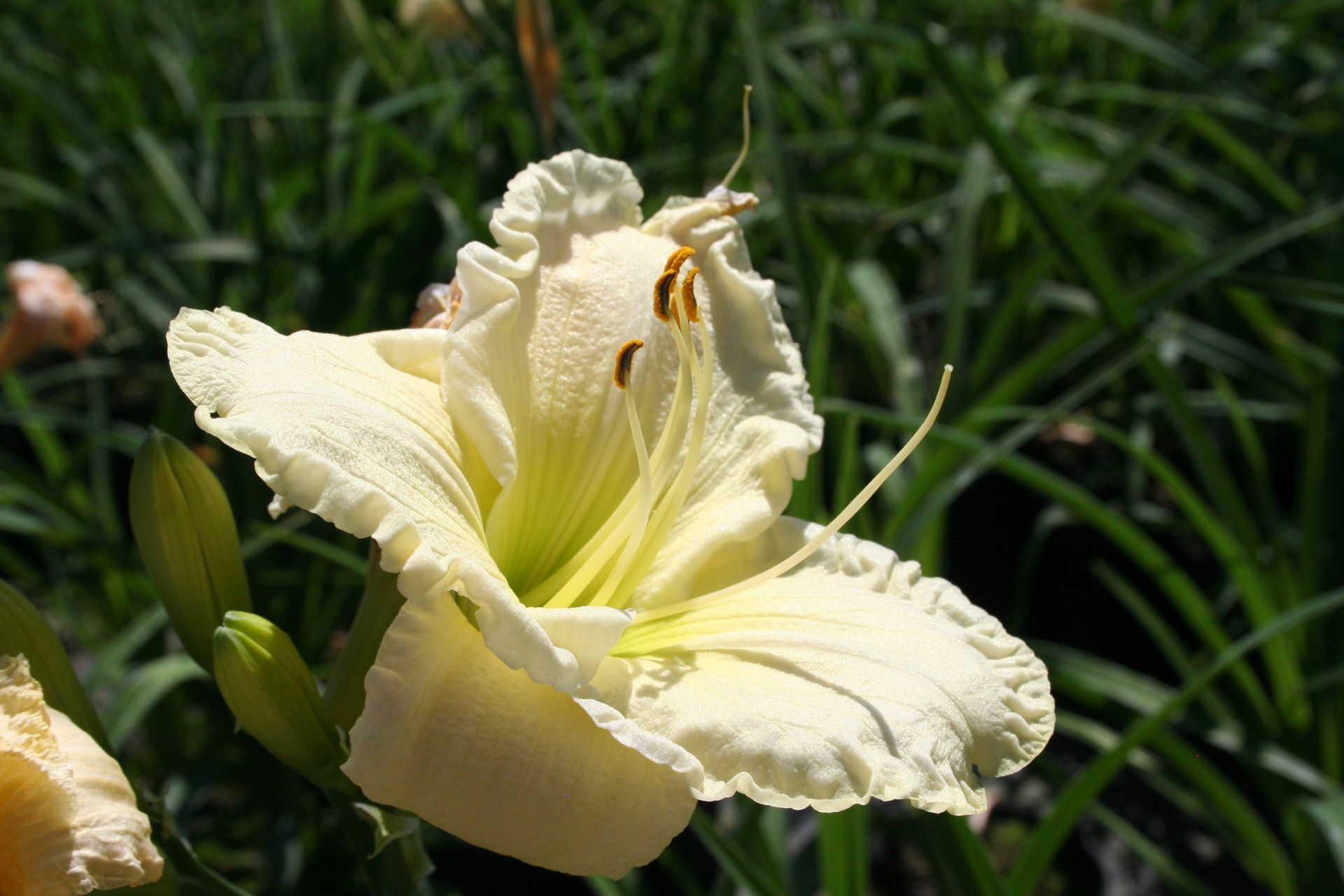Gentle Shepherd Daylily