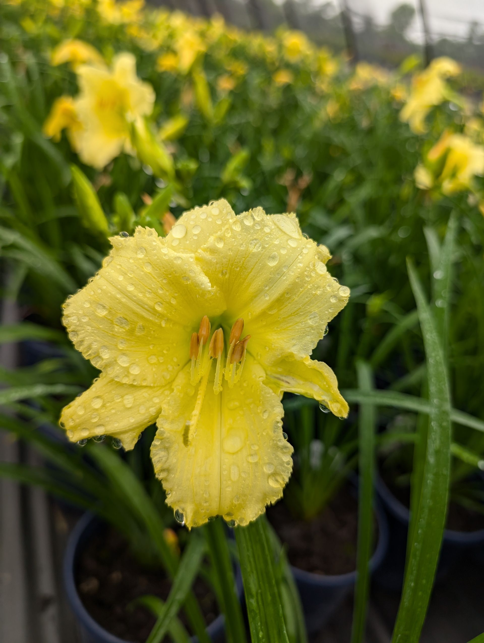 Happy Returns Daylily