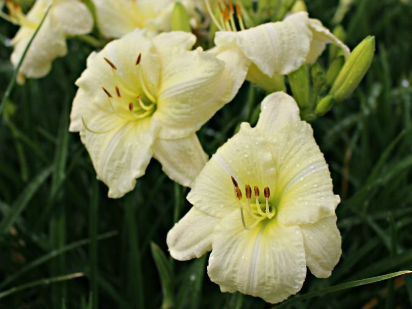 Joan Senior Daylily