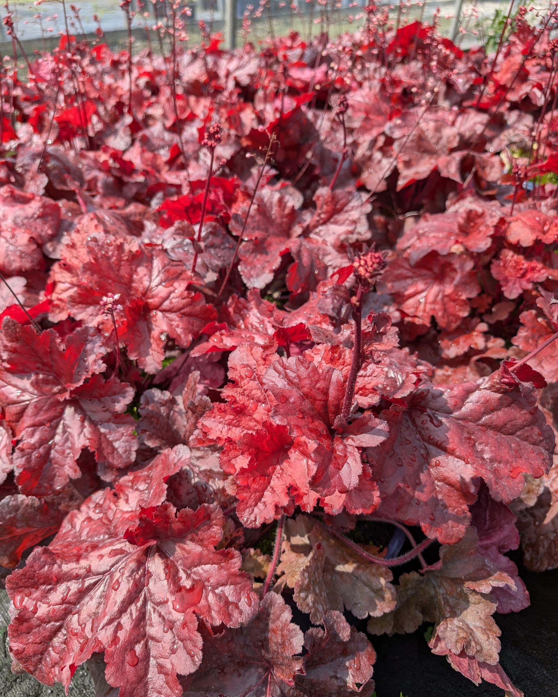 FOREVER® Red Coral Bells
