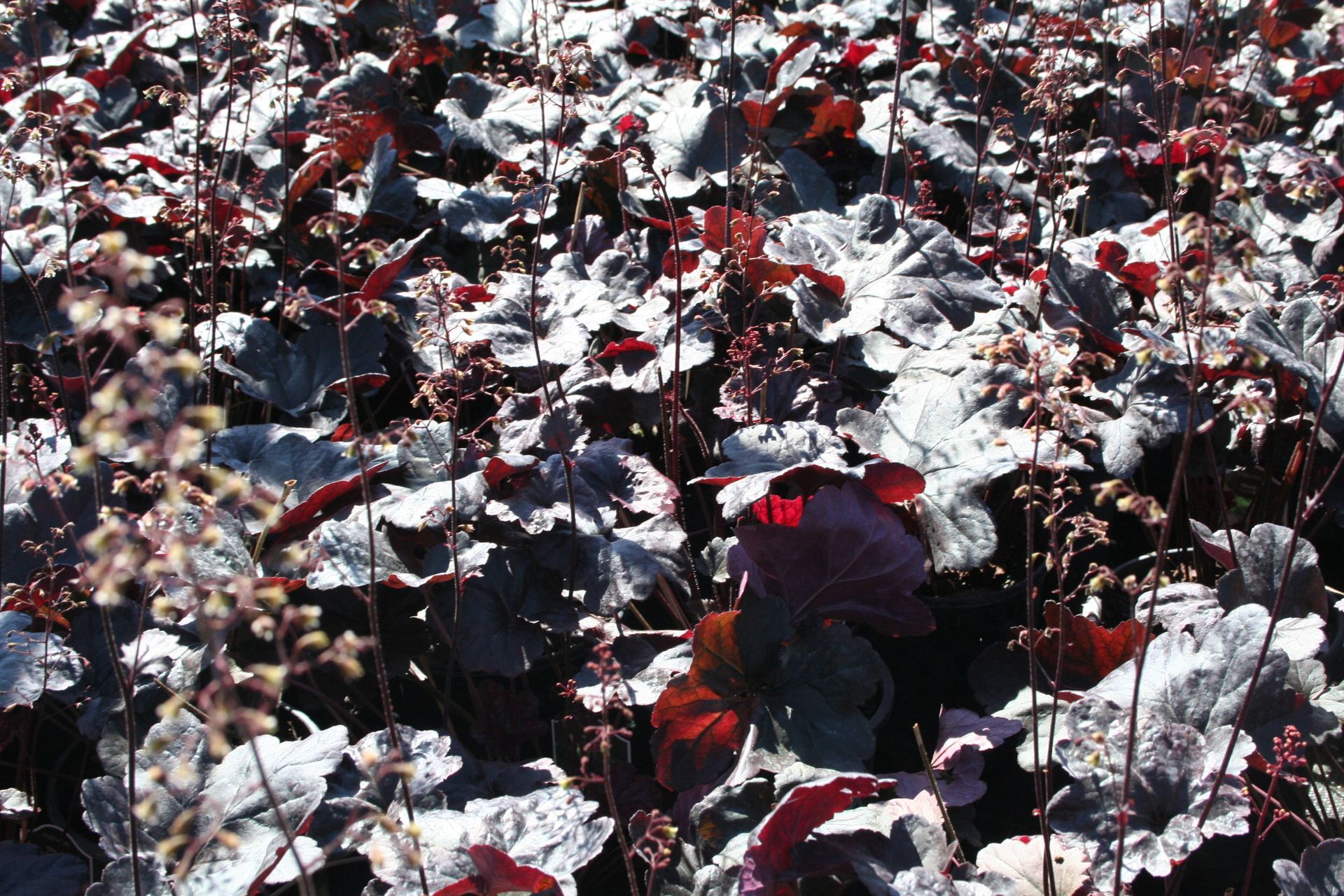 Obsidian Coral Bells