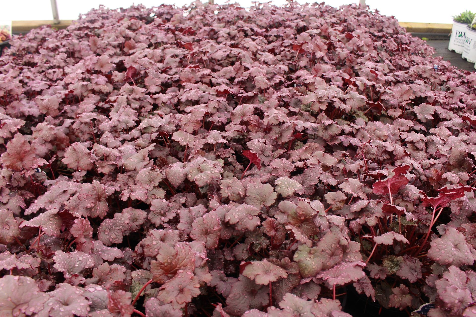 Plum Pudding Coral Bells