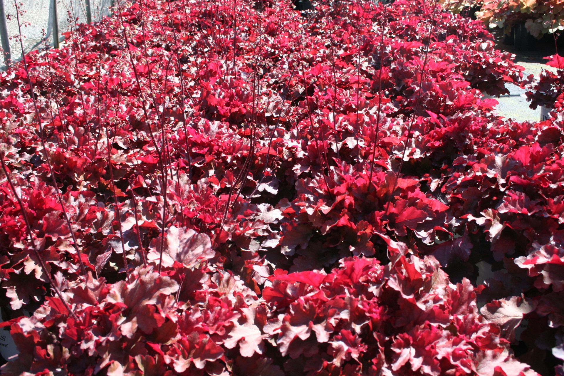 Cinnamon Curls Coral Bells