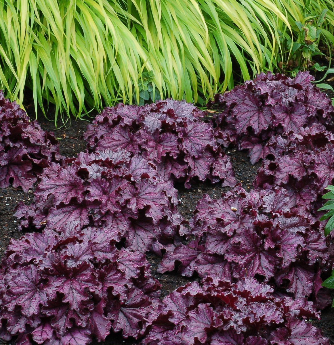 FOREVER® Purple Coral Bells