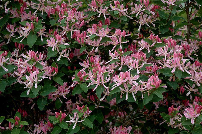 Honeyrose Honeysuckle